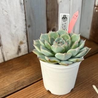 E,sp F048 Santa Mariaߥ泌󥷥ʪ