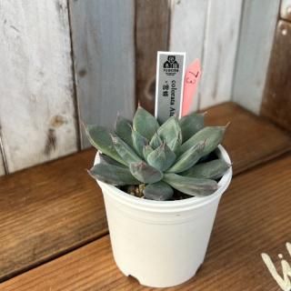 colorata Atemajac˪ʪ