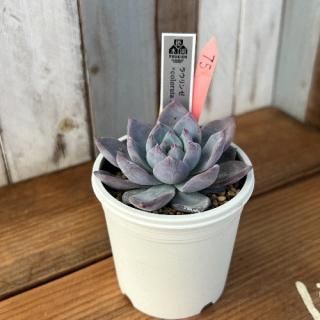 饦󥼡colorata Atemajacʪ