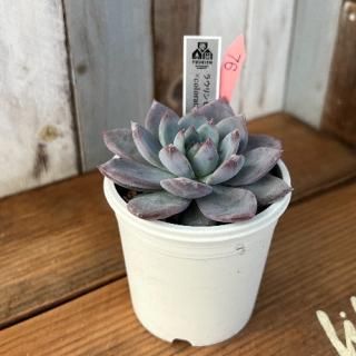 饦󥼡colorata Atemajacʪ