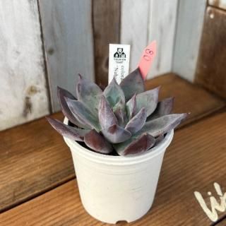 colorata 'Nahuala'    ʪ