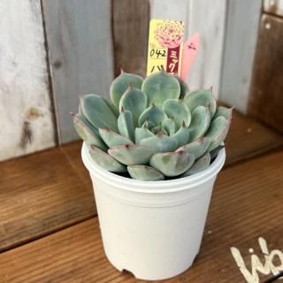 ߥå٥ꥢ   ѥƥ֥åࡡʪ