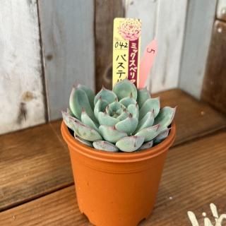 ߥå٥ꥢ   ѥƥ֥åࡡʪ