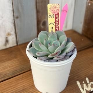 ߥå٥ꥢ٥꡼ե졡ʪ