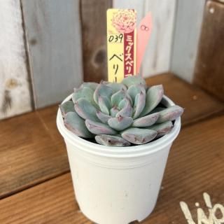 ߥå٥ꥢ٥꡼ե졡ʪ