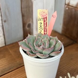 ߥå٥ꥢ饺٥꡼꡼ʪ