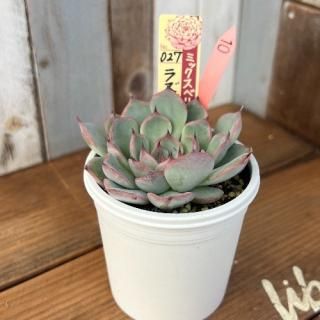 ߥå٥ꥢ饺٥꡼꡼ʪ