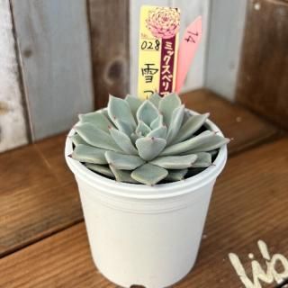 ߥå٥ꥢ   Ĥܤߡʪ