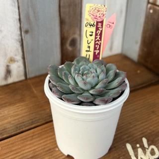 ߥå٥ꥢ   Ϥޤβ֡ʪ