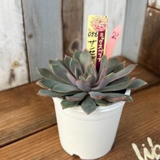 ߥå٥ꥢ󥻥åȥ쥤ʪ