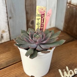 ߥå٥ꥢ󥻥åȥ쥤ʪ