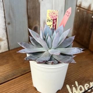 ߥå٥ꥢ֥롼Х˥顡ʪ