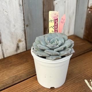 ߥå٥ꥢ   ڤä󡡸ʪ