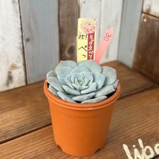 ߥå٥ꥢ   ڤä󡡸ʪ