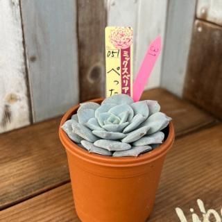 ߥå٥ꥢ   ڤä󡡸ʪ