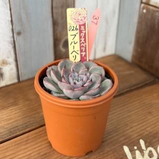 ߥå٥ꥢ   ֥롼٥꡼ࡼ󡡸ʪ