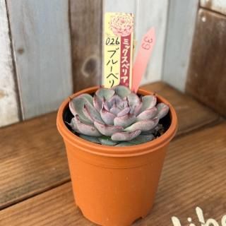 ߥå٥ꥢ   ֥롼٥꡼ࡼ󡡸ʪ