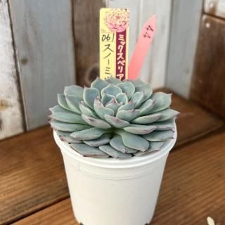 ߥå٥ꥢ   Ρߥե桡ʪ