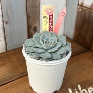 ߥå٥ꥢ   Ρߥե桡ʪ