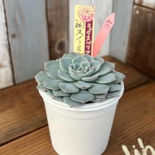 ߥå٥ꥢ   Ρߥե桡ʪ