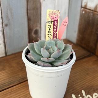 ߥå٥ꥢ   ȥ٥꡼ߥ륯饦󡡸ʪ