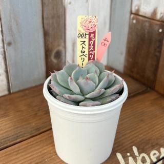 ߥå٥ꥢ   ȥ٥꡼ߥ륯饦󡡸ʪ