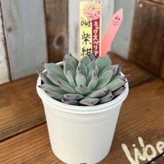 ߥå٥ꥢ  纰𡡸ʪ