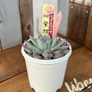 ߥå٥ꥢ  纰𡡸ʪ