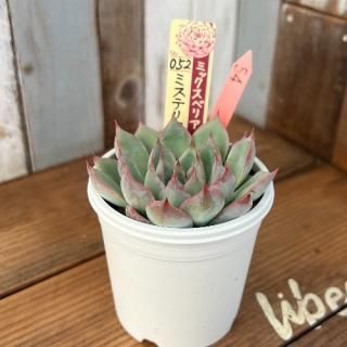 ߥå٥ꥢ   ߥƥꥢ饹ʪ