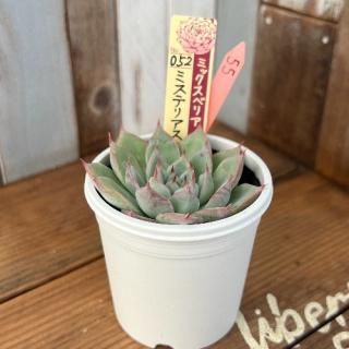 ߥå٥ꥢ   ߥƥꥢ饹ʪ