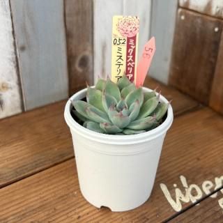 ߥå٥ꥢ   ߥƥꥢ饹ʪ