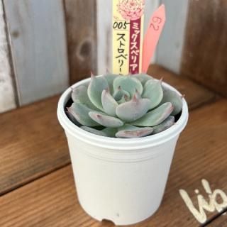 ߥå٥ꥢ   ȥ٥꡼ߥ륯饦󡡸ʪ