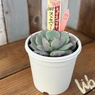 ߥå٥ꥢ   ȥ٥꡼ߥ륯饦󡡸ʪ