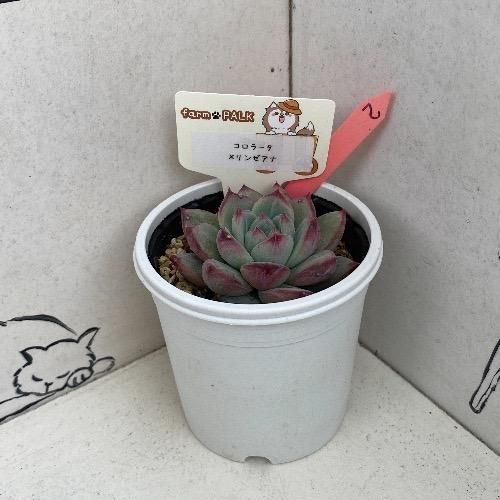 コロラータ×リンゼアナ 現物商品 - 多肉植物 人気の多肉植物 多種類の