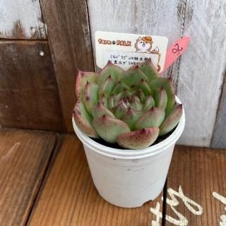 Gɥ饴Ϻˡߡʹޥ饴Rͥåȡˡʪ