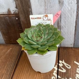 ե䡼åסSan Luis de La Pazʪ