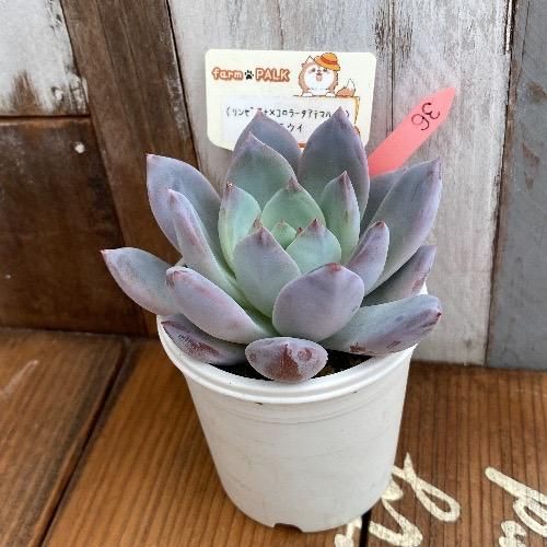 リンゼアナ×コロラータアテマハック）xラウイ 現物商品 - 多肉植物