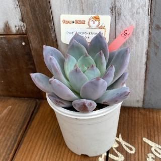 (󥼥ʡߥ顼ƥޥϥåx饦ʪ