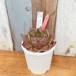 nao�ġ����ᥪ�������ԥ������ѥ饹������ʪ����