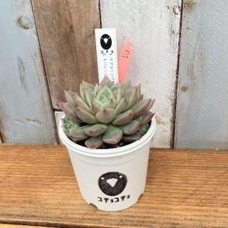 ġ E.֥ܥ饦xE. ȥХ󥷥ʪ