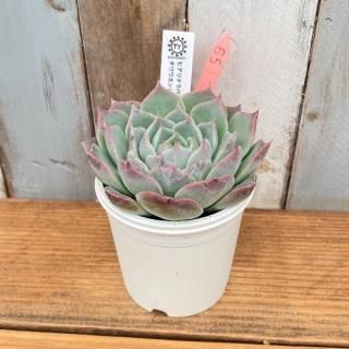 TYġҥʥѥߥ泌󥷥ʪ