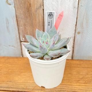 colorata Atemajac˪ʪ