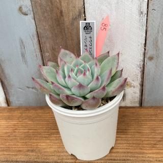 泌󥷥Yecoraߥ󥼥ʡʪ