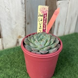 ߥå٥ꥢ   Ϥޤβ֡ʪ