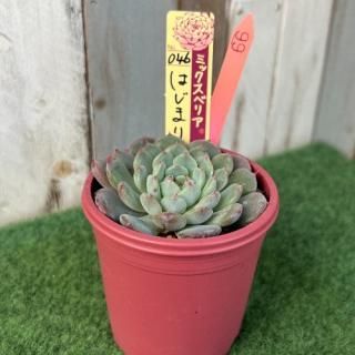 ߥå٥ꥢ   Ϥޤβ֡ʪ