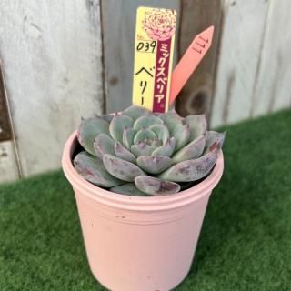 ߥå٥ꥢ٥꡼ե졡ʪ