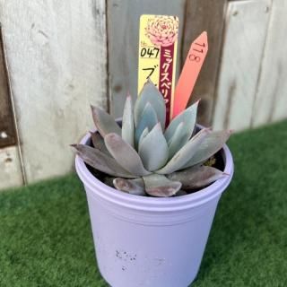 ߥå٥ꥢ֥롼Х˥顡ʪ