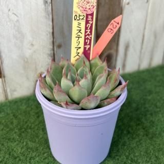 ߥå٥ꥢ   ߥƥꥢ饹ʪ