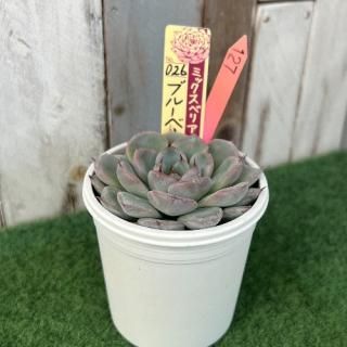 ߥå٥ꥢ   ֥롼٥꡼ࡼ󡡸ʪ