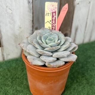 ߥå٥ꥢ   ڤä󡡸ʪ